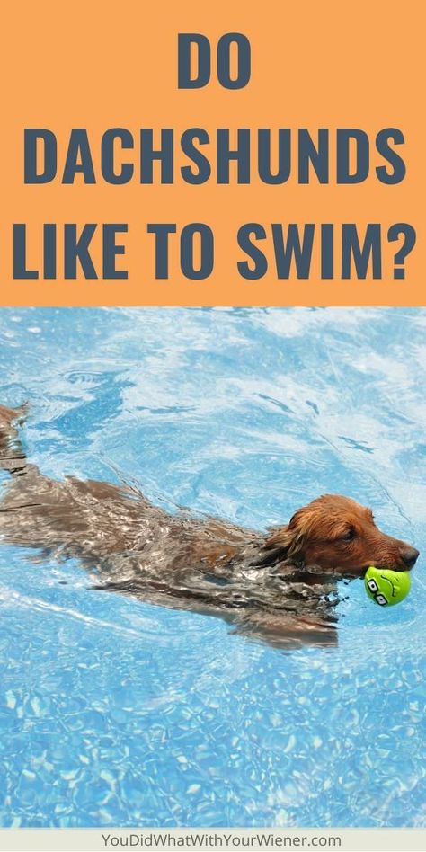 This article explains if Dachshunds like to swim or not Dachshund Swimming, Dachshund Personality, Swimming Safety, Beach Shade, Dog Swimming, Bodies Of Water, Dog Ramp, Long Haired Dachshund, Weenie Dogs