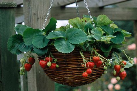 Strawberry Hanging Basket, Hanging Baskets Diy, Strawberry Varieties, Hanging Plants Diy, Strawberry Planters, Hanging Flower Baskets, Hanging Plants Indoor, Plants For Hanging Baskets, Growing Strawberries