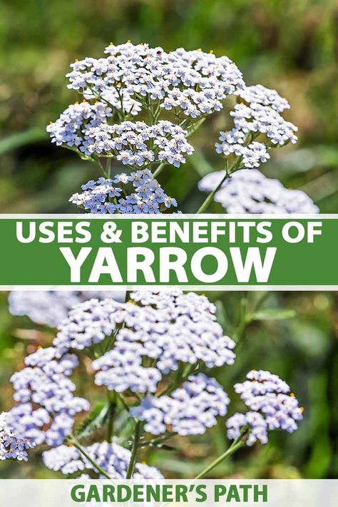 Yarrow Tincture Benefits, Uses For Yarrow, Yarrow Plant Benefits, Herbs For Diaherra, Fleabane Medicinal Uses, Yarrow Benefits, Benefits Of Yarrow, Yarrow Uses, Common Yarrow