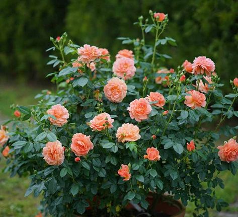 Rosa At Last® (Floribunda Rose) Landscape Roses, Foundation Garden, Rose Garden Landscape, Landscaping With Roses, Garden Answer, Rose Garden Design, Rose Bushes, Rose Varieties, Shrub Roses