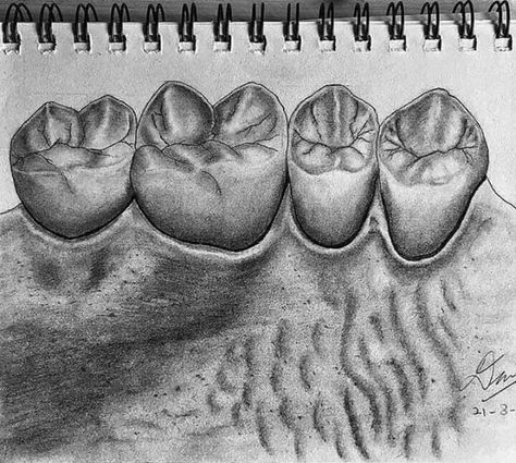 Teeth Anatomy Drawing, Dental Anatomy Drawing, Dentist Student, Smile Tips, Tooth Anatomy, Teeth Anatomy, Teeth Drawing, Teeth Art, Dentistry Student