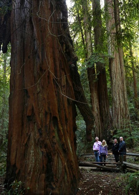 Trail of the Week: Armstrong Redwoods State Natural Reserve | Sonoma Magazine Sequoia Sempervirens, Coast Redwood, Redwood Forest, Big Leaves, Tall Trees, Forest Floor, Natural Park, Picnic Area, State Park