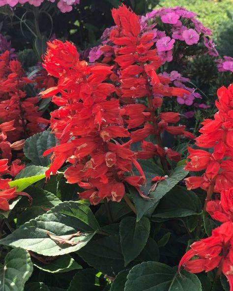 RED SALVIA Add a Splash of Red with Vibrant Red Salvia! Red Salvia is a beautiful and hardy plant, perfect for injecting bold color into your garden. ✅ Ideal for flower beds, borders, and containers, adding a burst of red to any garden setting. ✅ Known for its striking red spikes and long blooming season, Red Salvia thrives in sunny locations with well-drained soil. ✅ Price: ksh. 100 ✅ Call/Whatsapp: 0721577998 #flowerland #landscaping #plants #flowers #eldoret #redsalvia #beauty #garden #t... Flower Beds Borders, Red Salvia, Hardy Plants, Plants Flowers, Landscaping Plants, Bold Color, Call Whatsapp, Garden Center, Flower Beds