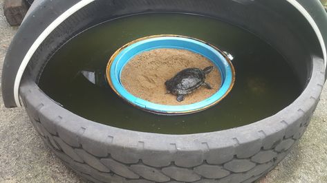 Turtle pond by truck tyre Turtle Pool, Turtle House, Turtle Habitat, Turtle Pond, Turtle Island, Aquatic Turtles, Backyard Diy, Diy Backyard, Aquariums