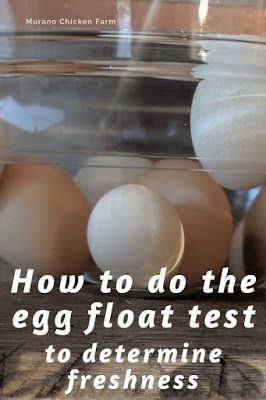 Egg Float Test Water, Egg Test In Water, Egg Float Test, Eggs In Water, Egg Test, Chickens For Eggs, Floating Eggs, Storing Eggs, Rotten Egg