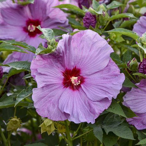 Proven Winners Perennials, Rose Mallow, Hardy Hibiscus, Landscape Gardening, Hibiscus Plant, Blue Plants, Proven Winners, Attract Pollinators, Herbaceous Perennials