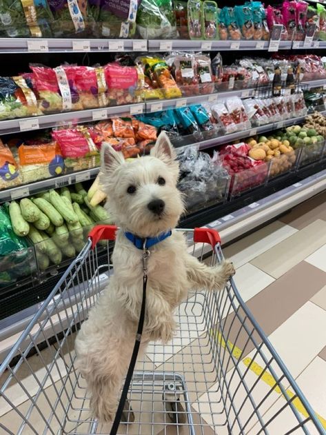 Westie Aesthetic, Westies Dogs, Dog Westie, Land Design, Westie Dog, Westie Puppies, Westie Dogs, Very Cute Dogs, Puppies And Kitties