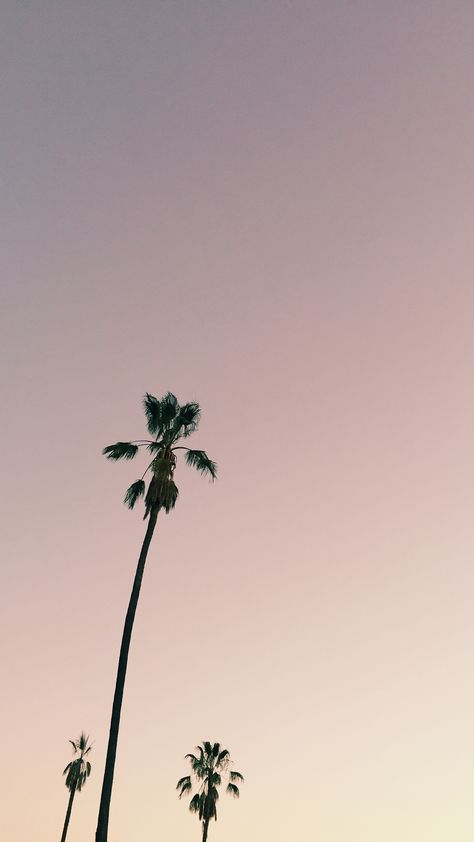 West Elm, Mobile Wallpaper, Palm Trees, Trees, Angeles, Iphone, Pink, Los Angeles