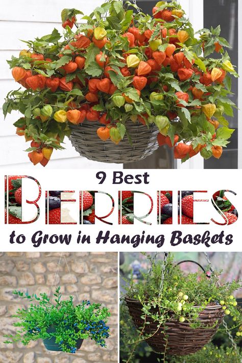 Vegetable Hanging Baskets, Berries In Pots, Grow Berries, Hanging Basket Strawberries, Vegetables In Hanging Baskets, Hanging Strawberry Plants, Strawberries In Hanging Baskets, Edible Hanging Baskets, Strawberry Hanging Planter