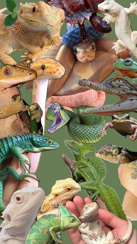 #reptiles #gecko #snake #animals #frogs #toads #loveanimals Reptiles Aesthetic, Reptile Aesthetic, Reptile Snakes, Gecko, Create Collage, Frogs, Creative Play, Reptiles, Connect With People