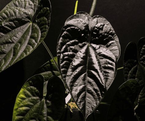 A Really Quite Good Guide to Black Anthuriums Black Anthurium, Queen Anthurium, Anthurium Care, Anthurium Plant, Dark Chocolate Color, Goth Garden, Plant Breeding, Garden Nursery, Black Leaves