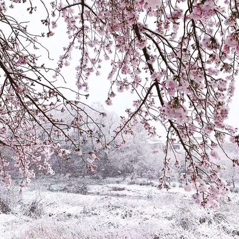 The School on Instagram: “Snow + Sakura! Checking in and catching up today with our Tokyo corrospondent Ruth / @hugofromkamakura this morning.” Beautiful Snow Pictures, Snow Cherry Blossom, Snow And Flowers, Blossom Core, Flowers In Snow, Amanda Core, Winter Widgets, Winter Core, Snow Aesthetic