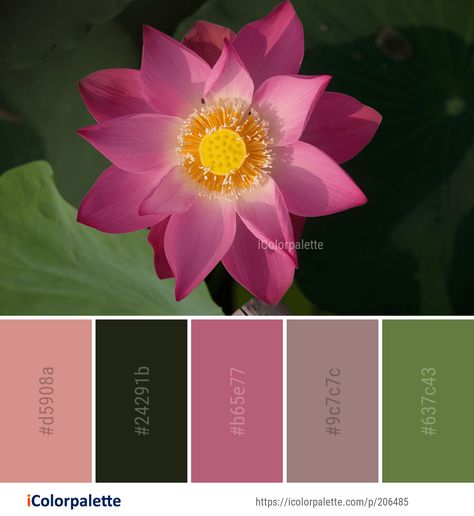 Color Palette ideas from 172 Lotus Images | iColorpalette Flora Color Palette, Lotus Mood Board, Lotus Flower Color Palette, Lotus Color Palette, Lotus Flower Colors, Lotus Image, Canvas Art Painting Abstract, Sacred Lotus, Color Palette Ideas