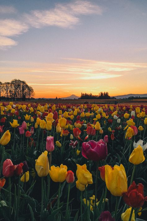 Oregon Garden, Julia Berolzheimer, Tulip Festival, Wooden Shoe, Tulip Fields, Spring Trip, Oregon Travel, Gal Meets Glam, The Sunrise