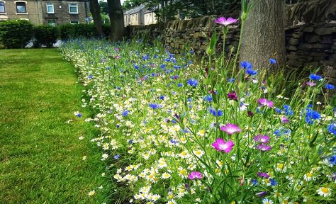 A wildflower border to soften man made structural edges Wildflower Garden Edging, Wildflower Fence Border, Wildflower Edging, Wildflower Borders, Wild Flower Border, Wildflower Border, Fence Border, Lawn Borders, Yard Makeover