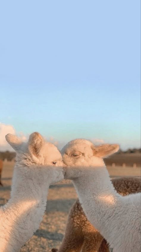 Iphone Whatsapp Wallpaper, Llama Wallpaper, Alpaca Pictures, Pink Wallpaper Desktop, Sassy Wallpaper, Disney Phone Wallpaper, Whatsapp Wallpaper, Trending Pins, Beautiful Nature Wallpaper