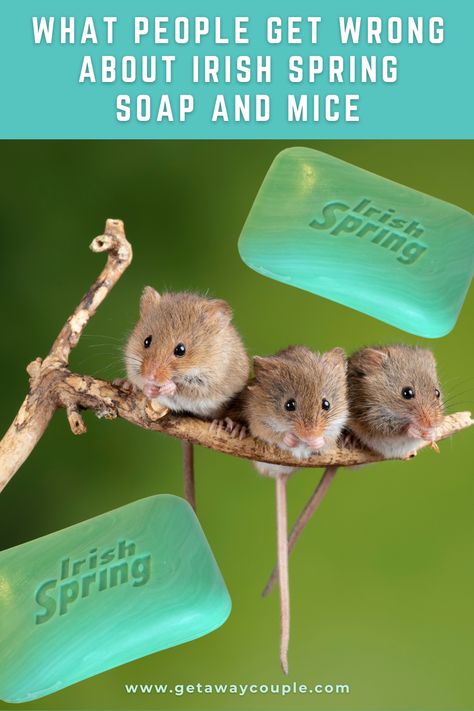 Mouse Deterant Mice Repellent, Homemade Mouse Repellent, Homemade Rodent Repellent, Smells That Repel Mice, Mouse Deterrent Bags, Natural Rodent Repellent, What Repels Mice, Plants That Repel Mice And Rats, How To Get Rid Of Mice In The Yard