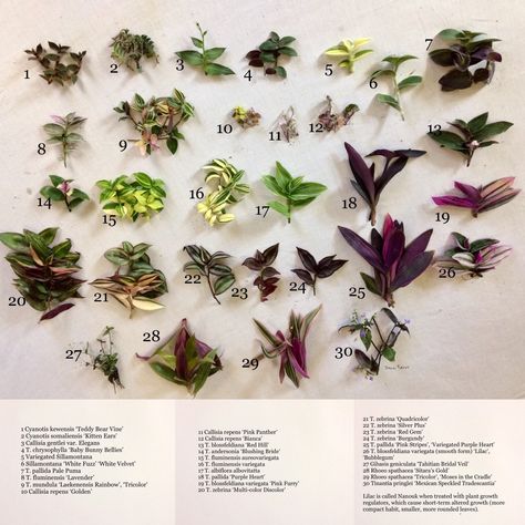 Plant Leaf Identification, Leaf Identification, Wandering Jew Plant, Plant Guide, Plant Identification, House Plant Care, Easy Plants, Cactus Y Suculentas, Pretty Plants