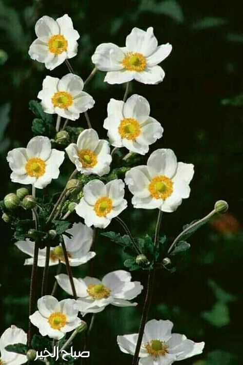 Allotment Inspiration, Norwegian Garden, Japanese Anemones, Gardening Journal, Japanese Anemone, Shade Garden Plants, Anemone Flower, Moon Garden, Plant Photography