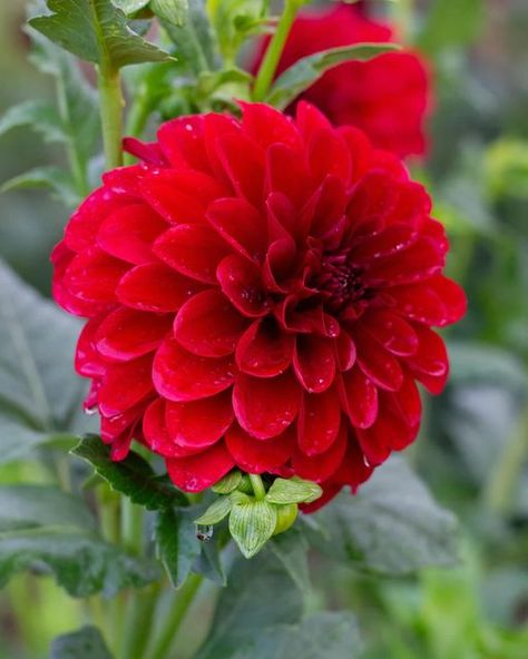 Lorelie | Australian Flower Farmer | Dahlias on Instagram: "We FINISHED digging the dahlia field today! Yay! So satisfying to be done for another year.   Now to continue with dividing our clumps.  Hannah has been making good progress while Laura and I have been digging but now it’s all hands on deck to get them completed.  These photos are all of Florelie Macaw. A rich deep red dahlia on long strong stems." Dahlia Field, Red Dahlia, Rainbow Garden, Australian Flowers, Flower Farmer, So Satisfying, Made Goods, Deep Red, Dahlia