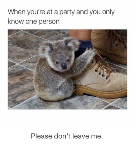 Koala Meme, Introvert Meme, Funny Koala, Laughing Funny, Best Funny Photos, Infp Personality, Introvert Humor, 9gag Funny, Meme Comics