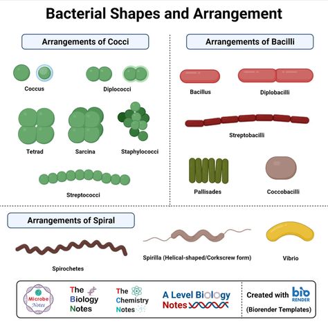 Different Types Of Bacteria, Shapes Of Bacteria, Bacteria Types, Bacteria Shapes, Adding And Subtracting Polynomials, Microbiology Study, Study Things, Memory Notebook, Vet Technician