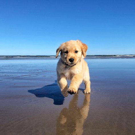 Perros Golden Retriever, Famous Dogs, Super Cute Puppies, Cute Animals Puppies, Dog Selfie, Cute Dogs And Puppies, Puppy Pictures