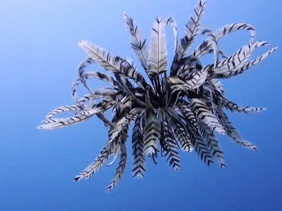 Eldritch Creature, Do The Evolution, Feather Star, Deep Sea Life, Strange Animals, Aquatic Creatures, Moodboard Inspiration, Undersea World, Star Ocean