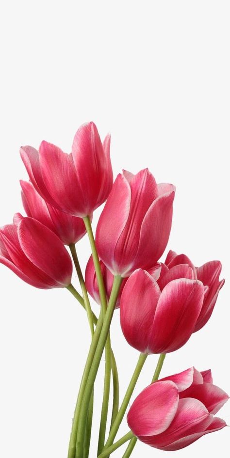 Tulip Clipart, Tulip Painting, Cross Stitch Patterns Flowers, Red Tulips, Flower Clipart, Pink Tulips, Flower Clip, Tulips Flowers, Calla Lily