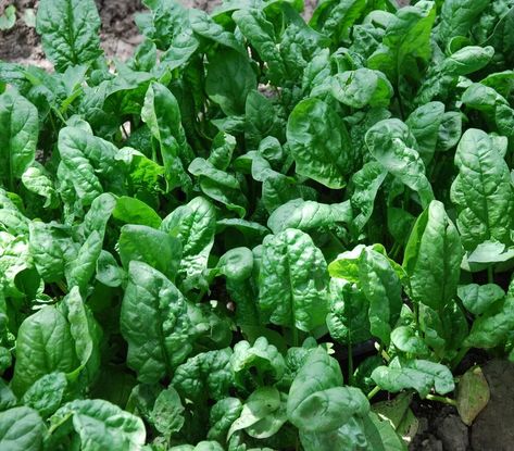 Gemüseanbau In Kübeln, Spinach Seeds, Spinach Leaves, Container Gardening Vegetables, Organic Vegetables, Garden Seeds, Turks And Caicos Islands, Vegetable Garden, Container Gardening