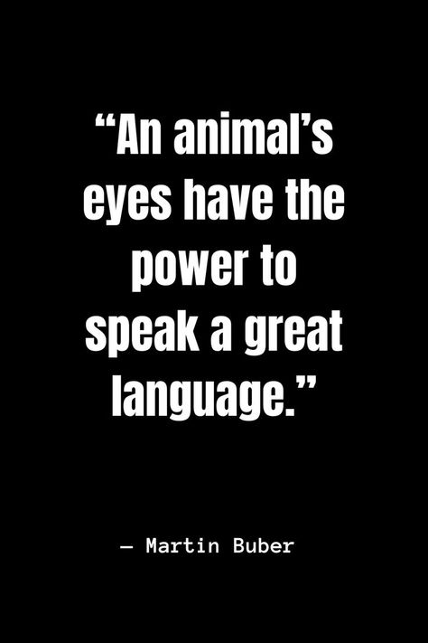 An animal’s eyes have the power to speak a great language. Martin Buber, Pet Quotes, Animal Eyes, Insightful Quotes, Heart Melting, Animal Companions, Animal Quotes, Pet, Quotes