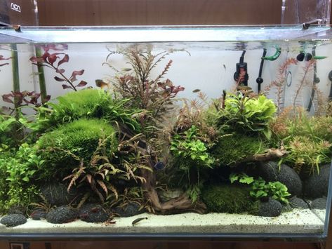 Aquascape Aquarium, Aquascaping, Aquariums, Terrarium, Animals And Pets, Animals, Quick Saves, Art