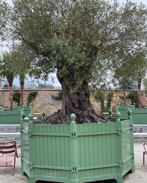 Debra Phillips (@debra_a_phillipsdesign) • Instagram photos and videos Olive Trees, Root System, Olive Tree, Instagram A, Trees, Instagram Photos, Photo And Video, Instagram Photo, Canning