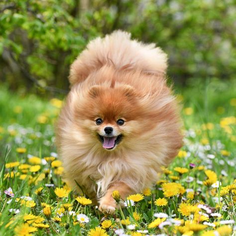 Pomeranian Photoshoot, Pomeranian Photography, Teacup Puppy, Pomeranian Dogs, Dog Print Tattoo, Cute Fluffy Dogs, Puppy Pose, Dog Magazine, Cute Dogs Images