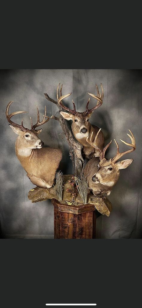 Taxidermy Decor, Deer Mounts, Trophy Rooms, Farmhouse Style House, Style House, Taxidermy, Antlers, Farmhouse Style, Deer