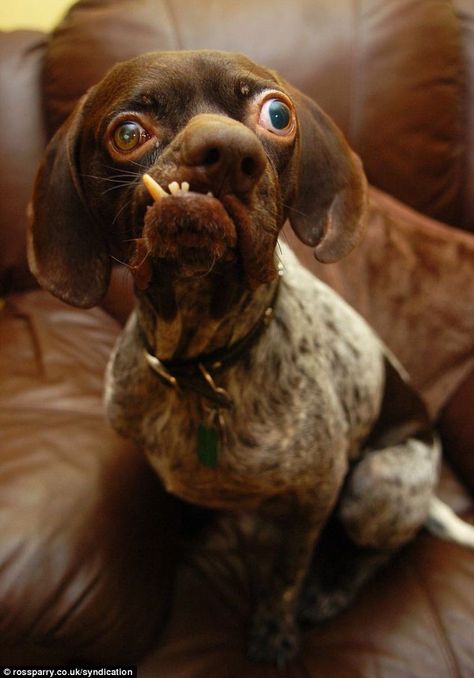 2010- In which the "Worlds Ugliest Dog" got a new home and happy life. I wonder how Ug is doing now? Ugly Dog Breeds, World Ugliest Dog, Ras Anjing, Ugly Animals, Ugly Dogs, Psy I Szczenięta, Love My Dog, Funny Dog Pictures, Funny Bunnies