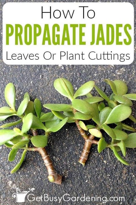 Jade Propagation, Propagate Jade Plant, Propagating Jade, Jade Plant Pruning, Jade Plant Care, Jade Tree, Cheap Plants, Cream Horns, Herbs Garden