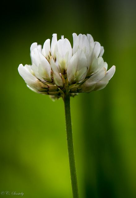 The smell of clover while running White Clover Flower, Herb Flowers, Scottish Flowers, Clover 3, White Clover, Flower Meanings, Clover Flower, Forest Flowers, In Focus