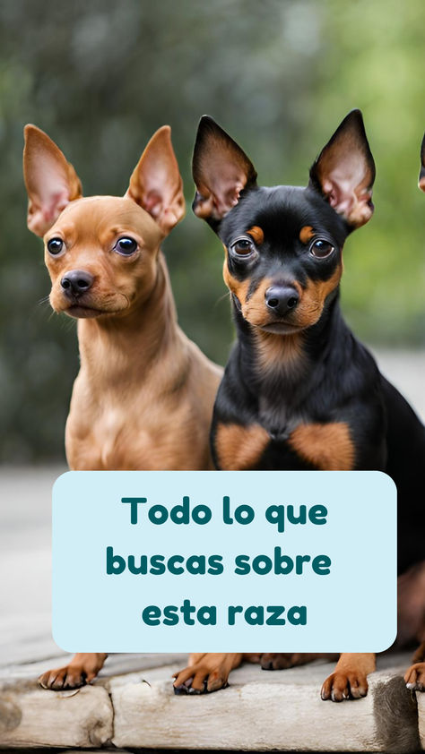 Web dedicada al mini pinscher. Toda la información y consejos que necesitas para hacer feliz a tu pequeño. Mini Pincher, Mini Pinscher, Miniature Pinscher, Doberman, Chihuahua, Amigurumi, Miniatures, Dogs