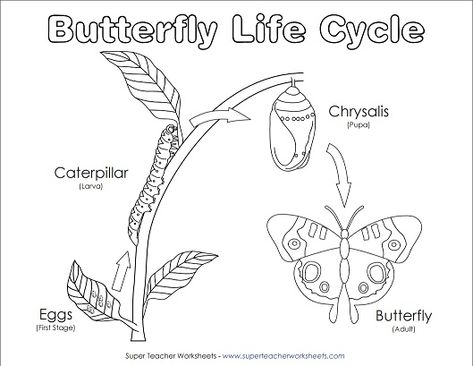 Your students will have fun coloring this diagram of the life cycle of a butterfly! Nature Kindergarten, Butterfly Lessons, Life Cycle Of A Butterfly, Cycle Of A Butterfly, Butterfly Metamorphosis, Butterflies Activities, Butterfly Project, First Grade Science, Worksheet For Kids