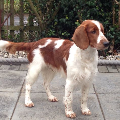 Welsh Spaniel, Welsh Springer Spaniel Puppies, Springer Puppies, Tricolor English Springer Spaniel, Spring Spaniel, English Springer Spaniel Painting, Working Springer Spaniel, Welsh Springer Spaniel, Spaniel Breeds