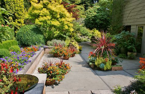 Cotinus 'Golden Spirit', Lantana, Verbena Garden Design, Patio, Plants, Design, Patios