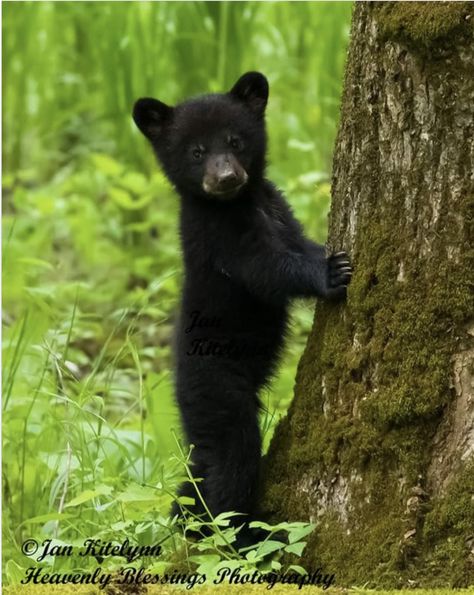 Baby Black Bear, Black Bear Cub, Goof Troop, Black Bears, Baby Black, Mickey Mouse Cartoon, Woodland Friends, Save Animals, Bear Cubs