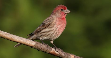 The House Finch is a recent introduction from western into eastern North America (and Hawaii), but it has received a warmer reception than other arrivals like the European Starling and House Sparrow. That’s partly due to the cheerful red head and breast of males, and to the bird’s long, twittering song, which can now be heard in most of the neighborhoods of the continent. If you haven’t seen one recently, chances are you can find one at the next bird feeder you come across. Red Headed Sparrow, Northern House, Female House Sparrow, European Starling, Pine Siskin, Purple Finch, House Finch, Siskin, River Cabin