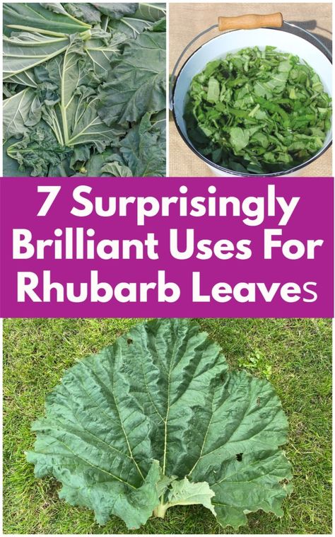 Rhubarb Landscaping, How To Harvest Rhubarb, Rhubarb Garden Ideas, Rhubarb Leaves Uses, Rhubarb Plant Care, Green Rhubarb Recipes, Gf Rhubarb Recipes, Rubarb Recipe, Rhubarb Recipes Easy