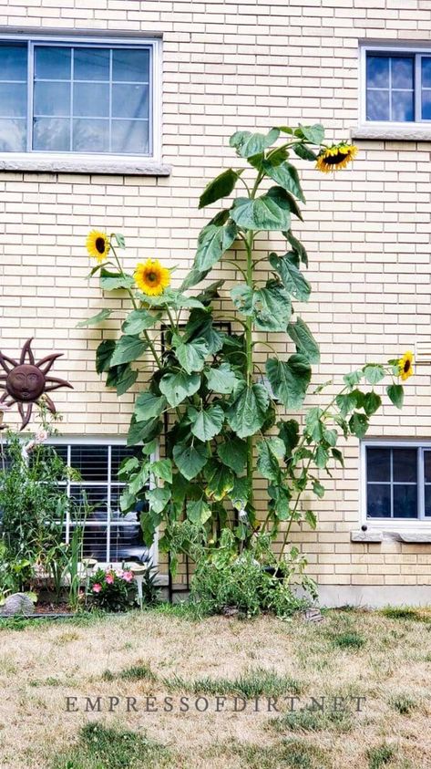 Sun Flower Garden Ideas, Sunflowers Planting Ideas, Sunflowers Crafts, Sunflower Garden Ideas, Sun Flower Garden, Mammoth Sunflower, Aesthetic Sunflower, Sunflower Room, Flower Garden Ideas