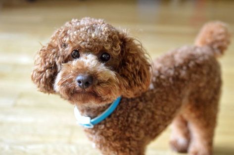 13 Cute Curly-Haired Dog Breeds Curly Haired Dog, Small Mixed Breed Dogs, Healthiest Dog Breeds, Teacup Poodle Puppies, Curly Brown Hair, Poodle Puppy Standard, Long Haired Dogs, Dog Clippers, Puppy Coats