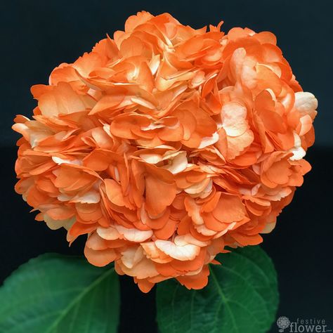 Hydrangea Orange, Orange Hydrangeas, Dream Wedding Bouquet, Football Banquet, Banquet Decor, Wedding Setup, Reception Look, Hydrangea Bouquet, Wedding Set Up