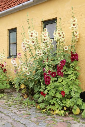 hollyhock | meet the mallows | flowers | medicinal flowers | herbal medicine | medicine | garden #hollyhock #meetthemallows #flowers #medicinalflowers #herbalmedicine #medicine #garden Hollyhock Garden, Holly Hocks, Medicinal Flowers, Medicine Garden, Beautiful Gardens Landscape, Shade Garden Design, Hollyhocks Flowers, Medical Journal, Mallow Flower