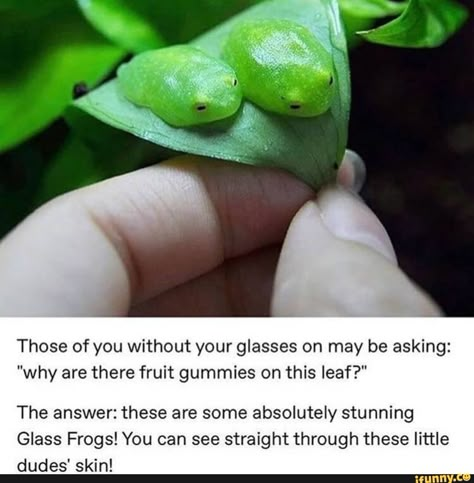 Found on iFunny Cute Frogs, Toad, Amphibians, Adorable Animals, Frogs, Photo Credit, Reptiles, Cute Stuff, Cute Things